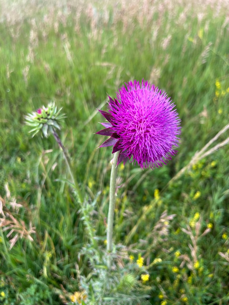 A pink thistle flower